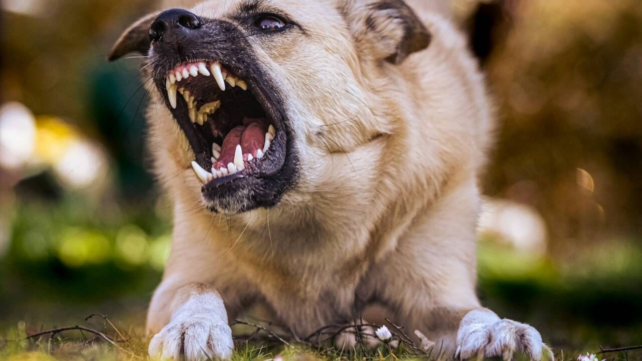 „Hunde wollen eigentlich nicht angreifen“, erklärt Tierärztin Tanja Warter. Für den unwahrscheinlichen Fall einer Attacke sollte man trotzdem wissen, wie man sich verhält.  