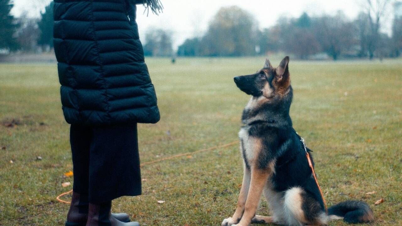 Über 90 Prozent der Bissverletzungen, die im Spital behandelt werden müssen, stammen vom eigenen Hund oder von einem Hund, den man gut kennt.  