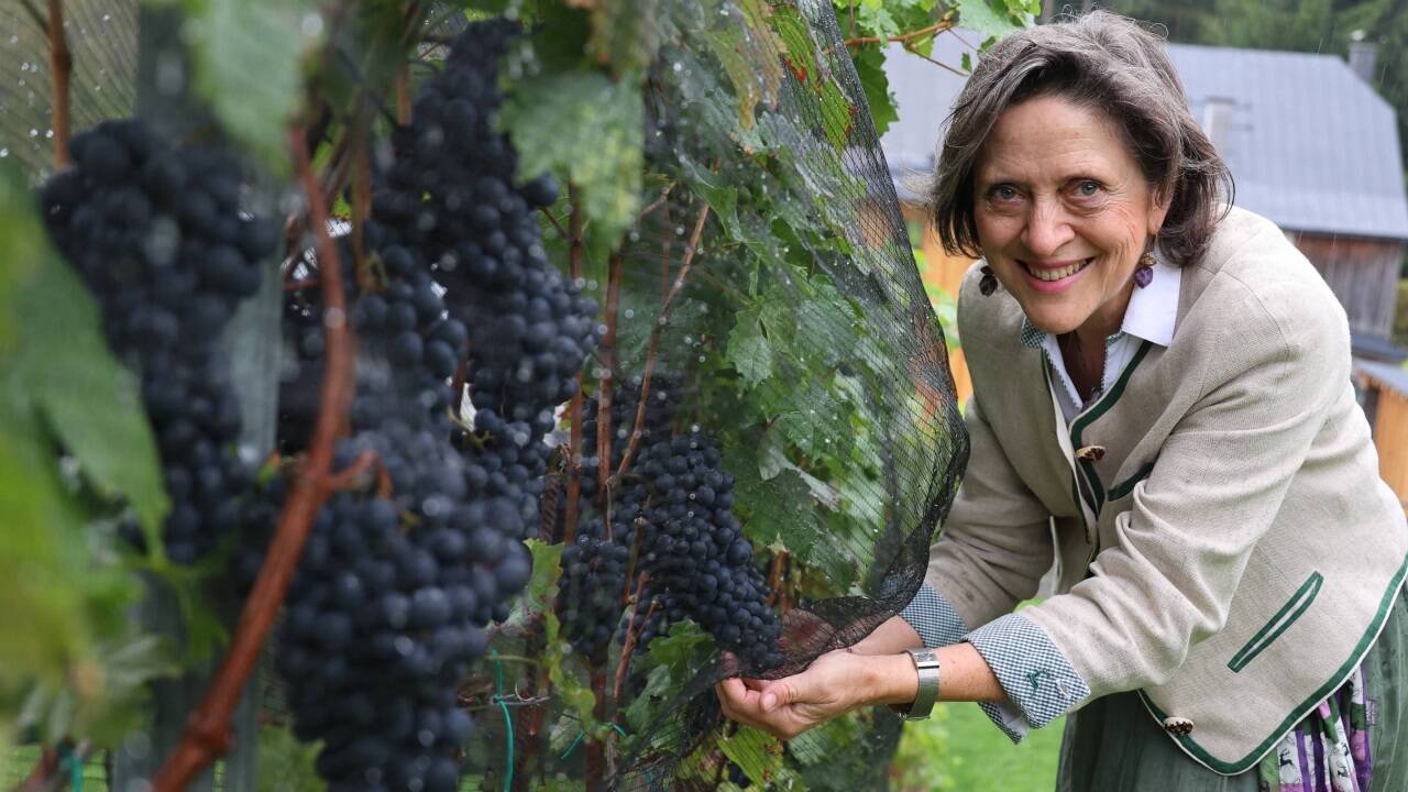 Gerda Hollweger im Weingarten ihres Hotels in St. Gilgen. Ein Teil des Rotweins wird auch heuer in einem Holzfass in den Wolfgangsee eintauchen.  