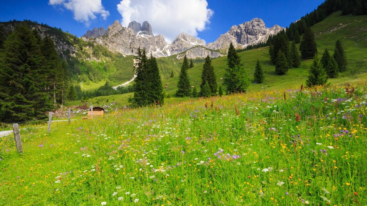 Das Hofalmgebiet in Filzmoos ist ein bei Urlaubern und Einheimischen beliebtes Ausflugsziel. 