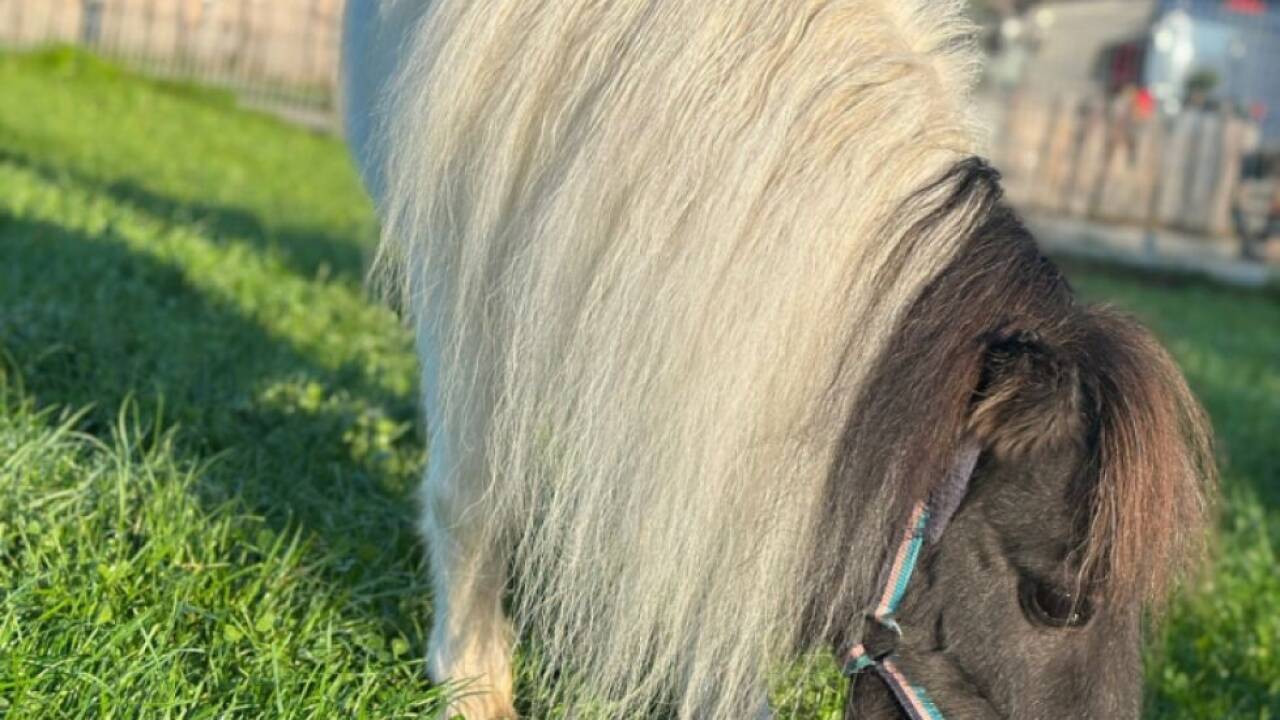 'Helene' wurde in Oberösterreich in eine Herde integriert 
