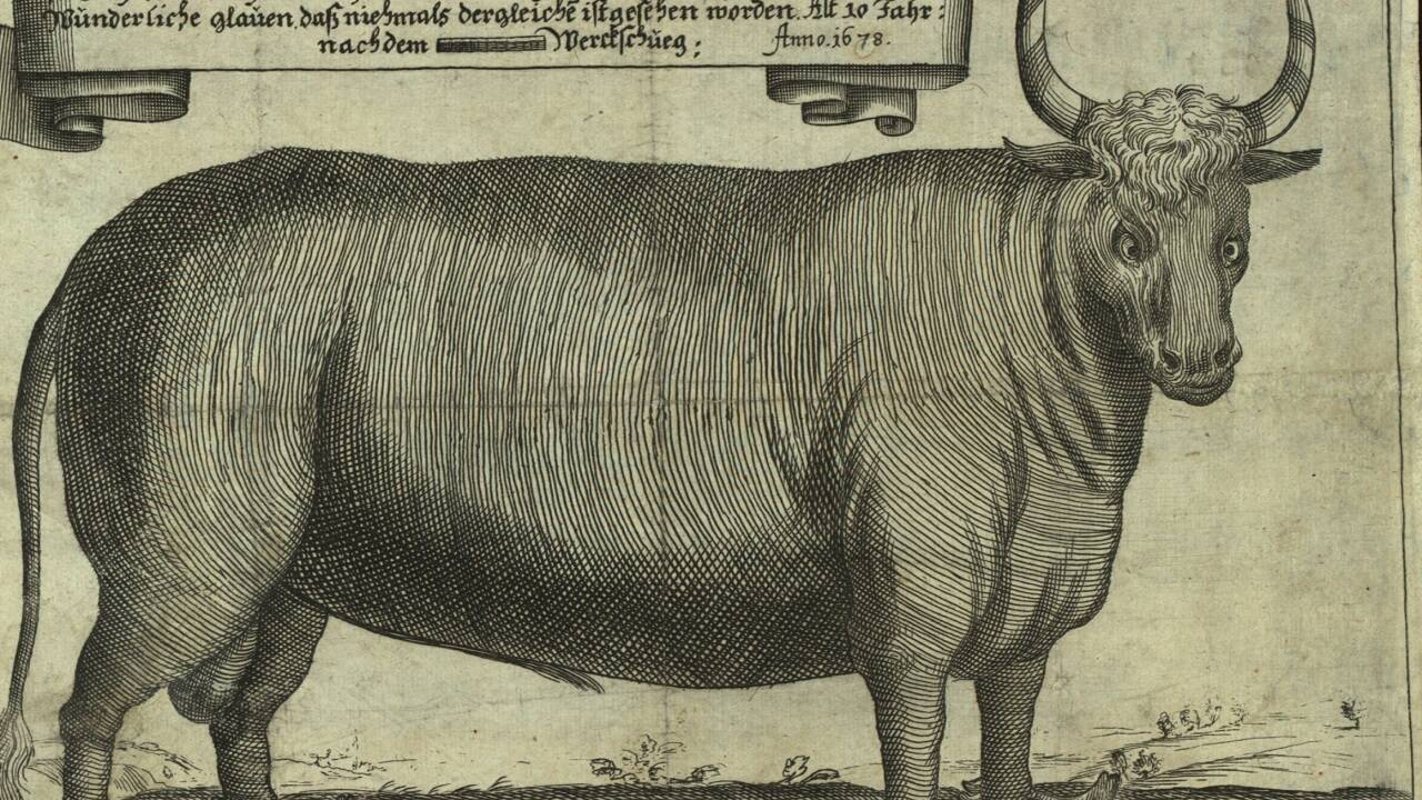 M.V.der Bruck, Abbildung eines besonders großen Ochsen aus der Leopoldstadt,<br />1678. 
