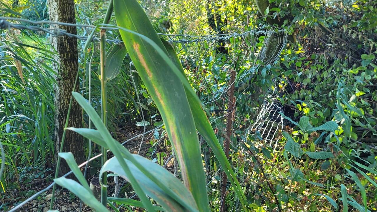 Beim gesperrten Areal ist über dem Zaun ein Stacheldraht angebracht. Der Zaun wurde mehrmals beschädigt. 