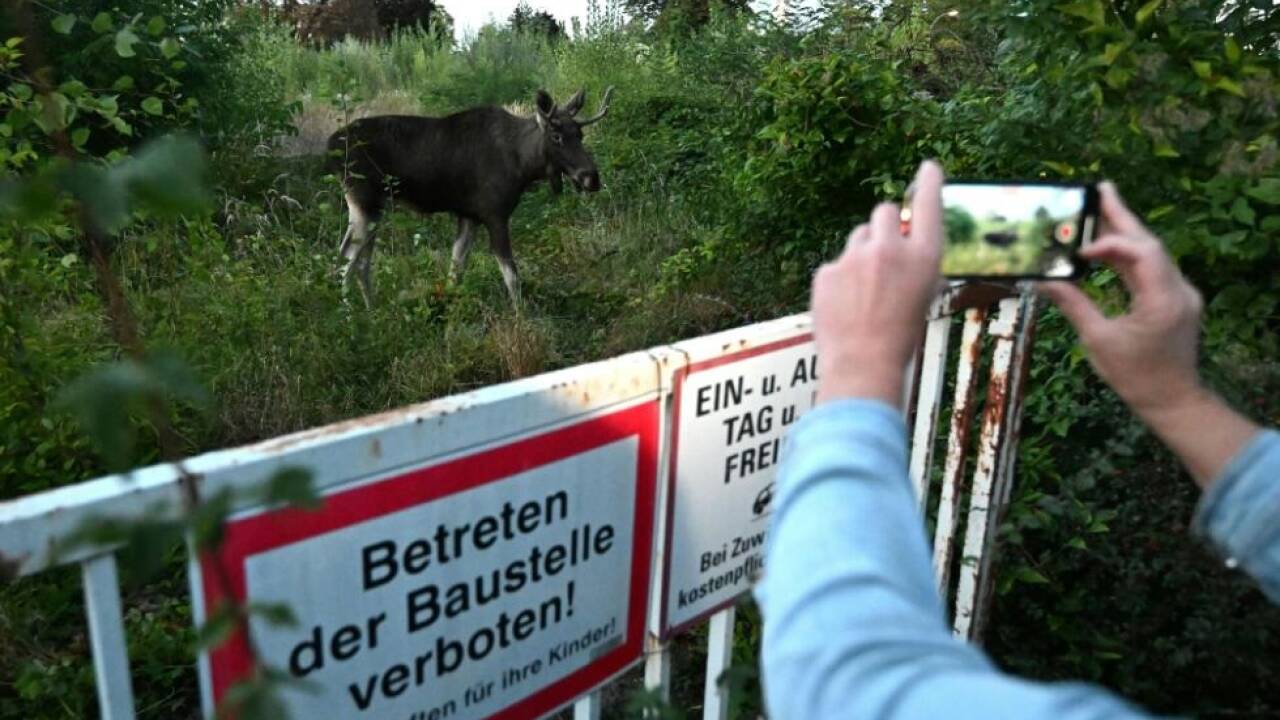 'Emil' von Fans verfolgt in Niederösterreich. 