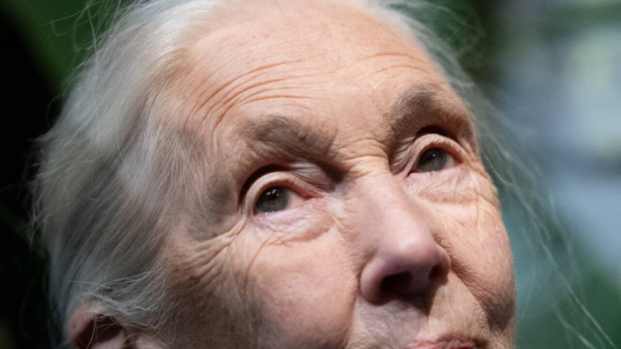 Jane Goodall (Archivbild) 
