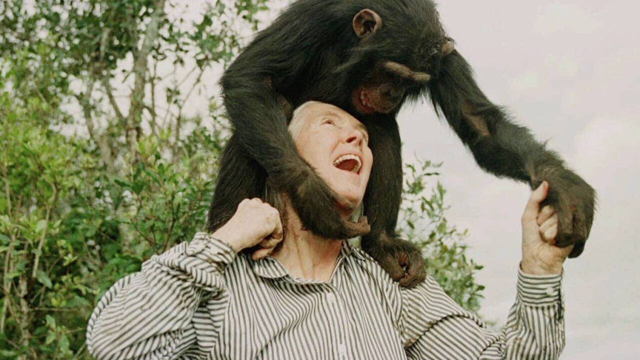 Jane Goodall (1934-2025).  