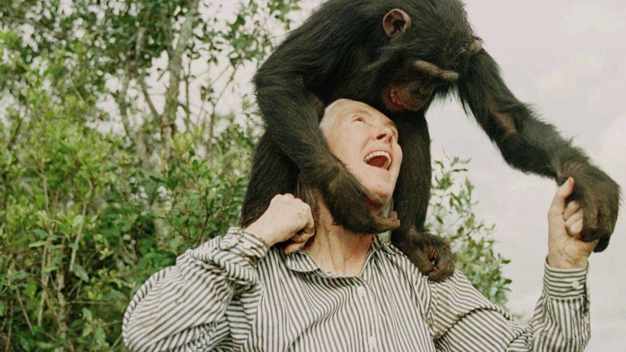 Jane Goodall starb im Alter von 91 Jahren. 