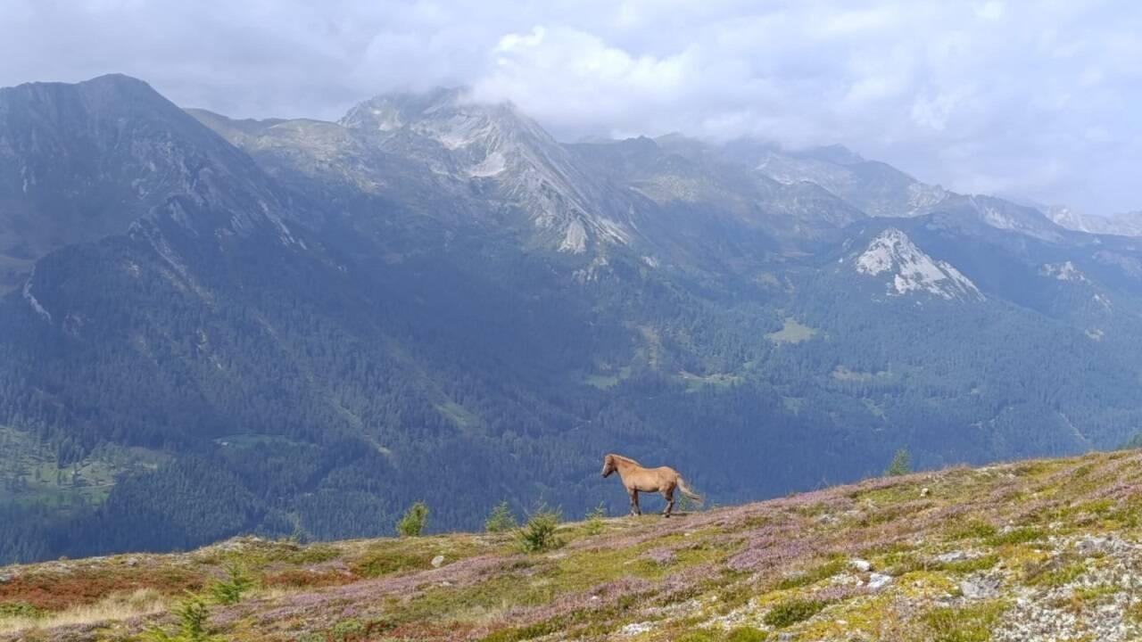 Freundliches Wiehern begleitet uns am Fanningberg. 