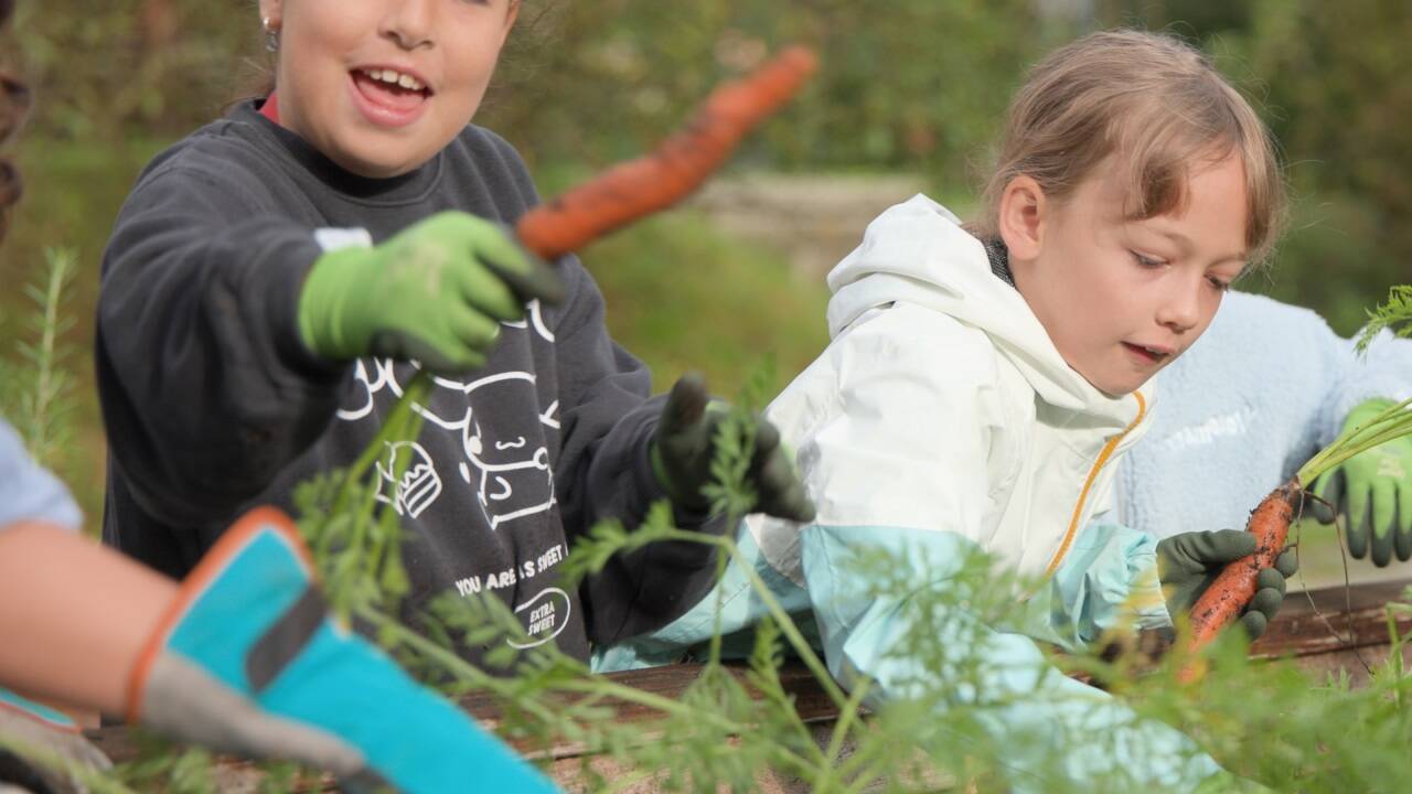 Kinder lernen spielerisch, was die Karotte so besonders macht. 