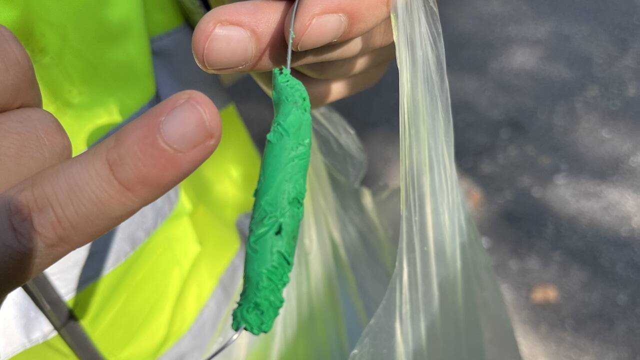 Frassspuren von Vögeln und Säugetieren auf einer aus Knetmasse hergestellten Raupe. 