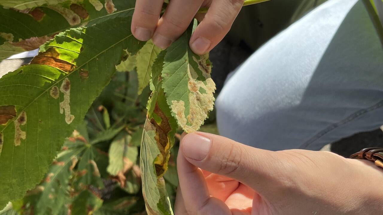 Die Rosskastanien-Miniermotte (Cameraria ohridella) ist ein invasiver Schädling.  