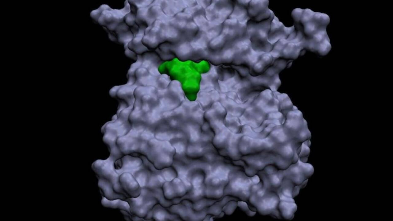 Die HER2-Genmutation verkleinert den Angriffspunkt für Wirkstoffe massiv 