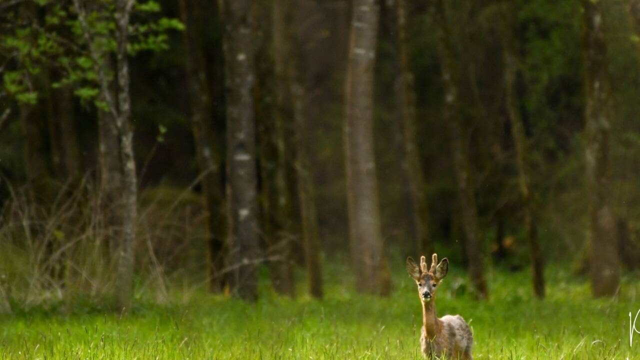Ein Bild von einem Wald: Der Lachforst in den Augen des Tierfotografen Peter Wimmer. 