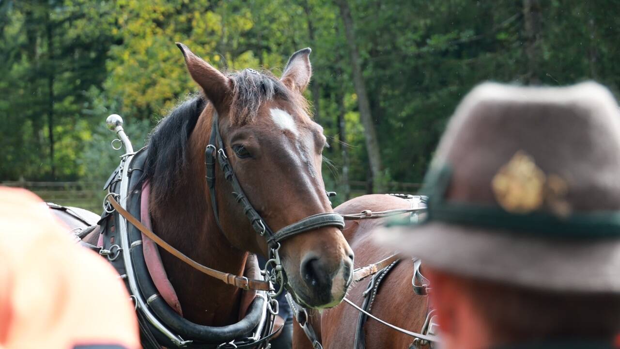 Der dritte Rosserertag am 5. Oktober im Freilichtmuseum in Großgmain. 