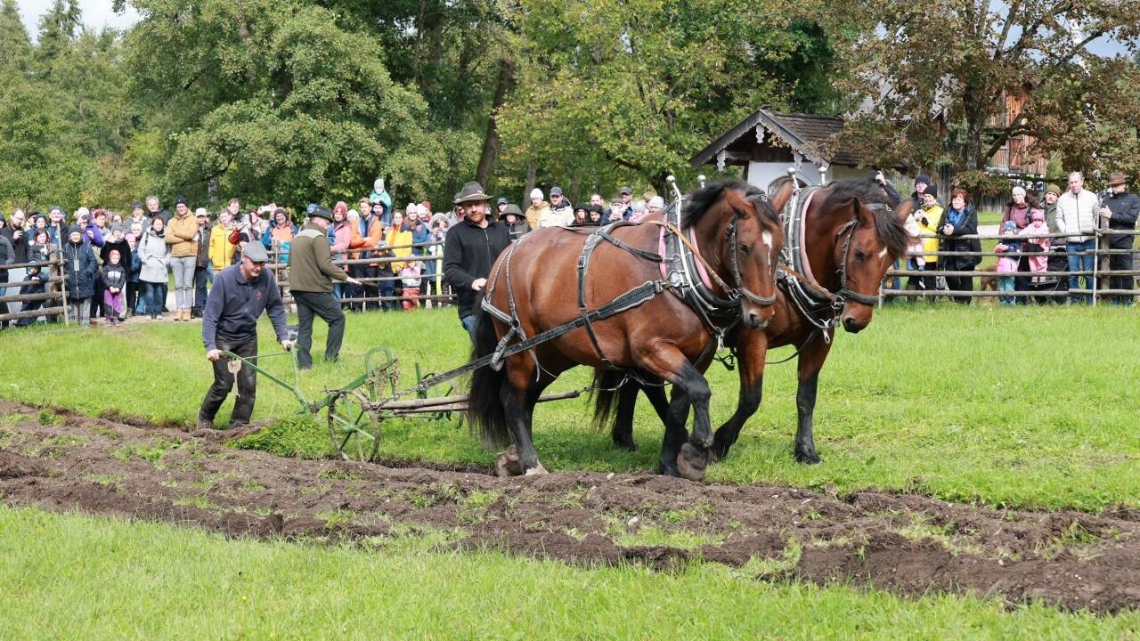 Der dritte Rosserertag am 5. Oktober im Freilichtmuseum in Großgmain. 