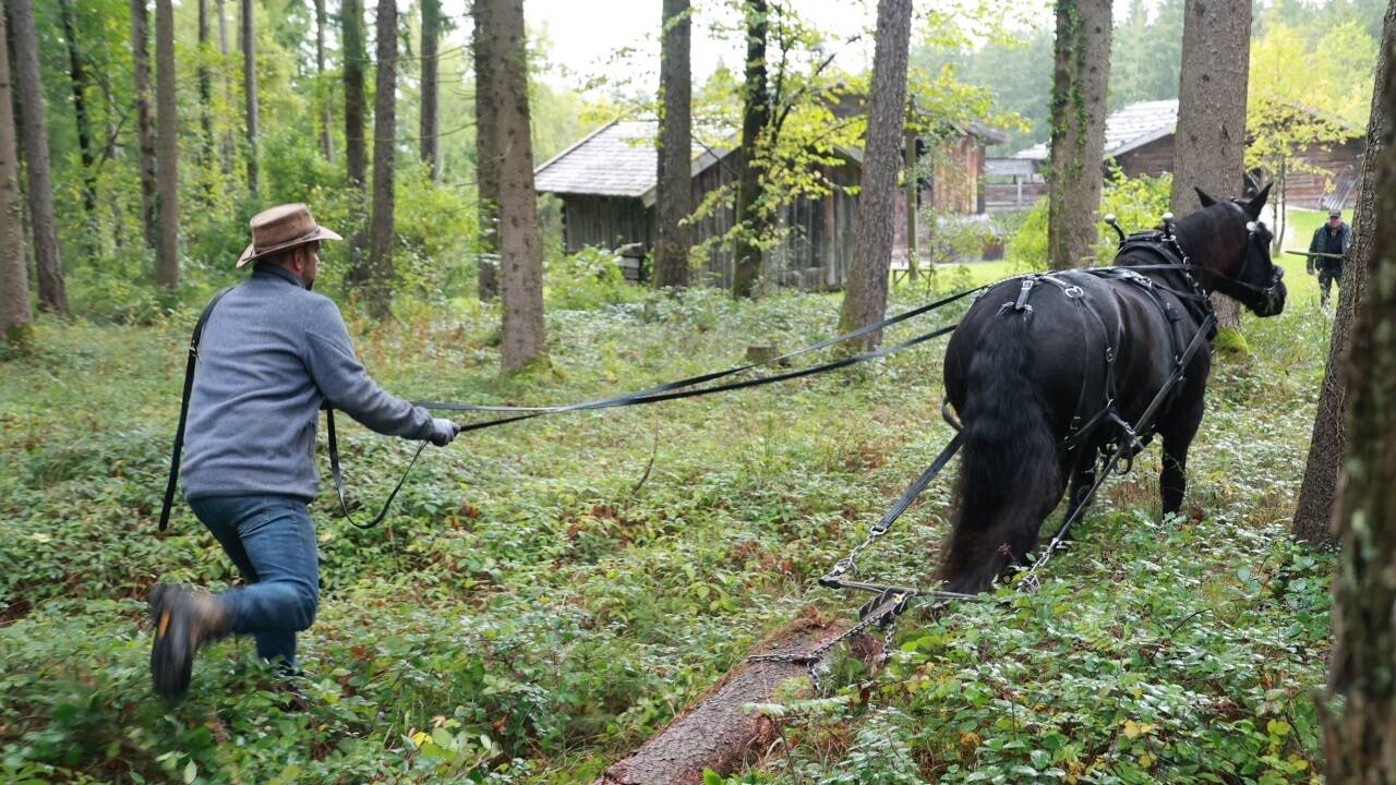 Holzziehen mit Norikerpferden ist jener Teil des Handwerks, der sich am längsten gehalten hat und immer noch gefragt ist. 