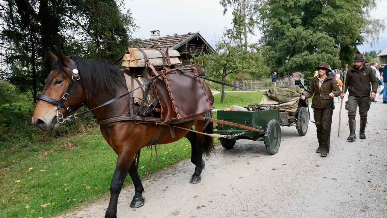Säumen wird immer gefragter. In Niederösterreich wird die Gloggnitzerhütte auf der Rax in Niederösterreich mit Pferd beliefert. 