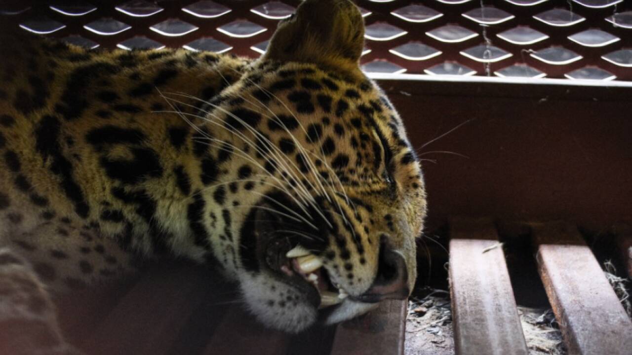 Der Leopard wurde betäubt und aus der Hotelanlage gebracht 