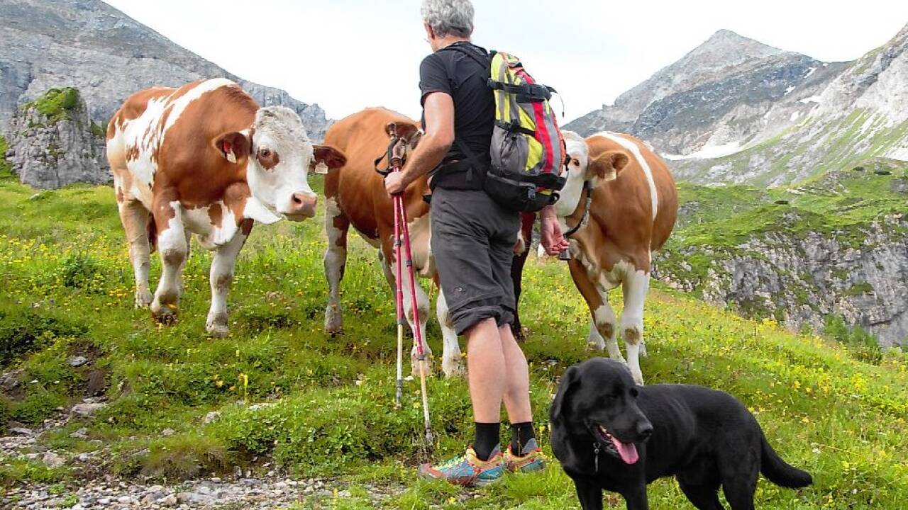 Ruhiges Verhalten der Hunde kann helfen. Bild:  