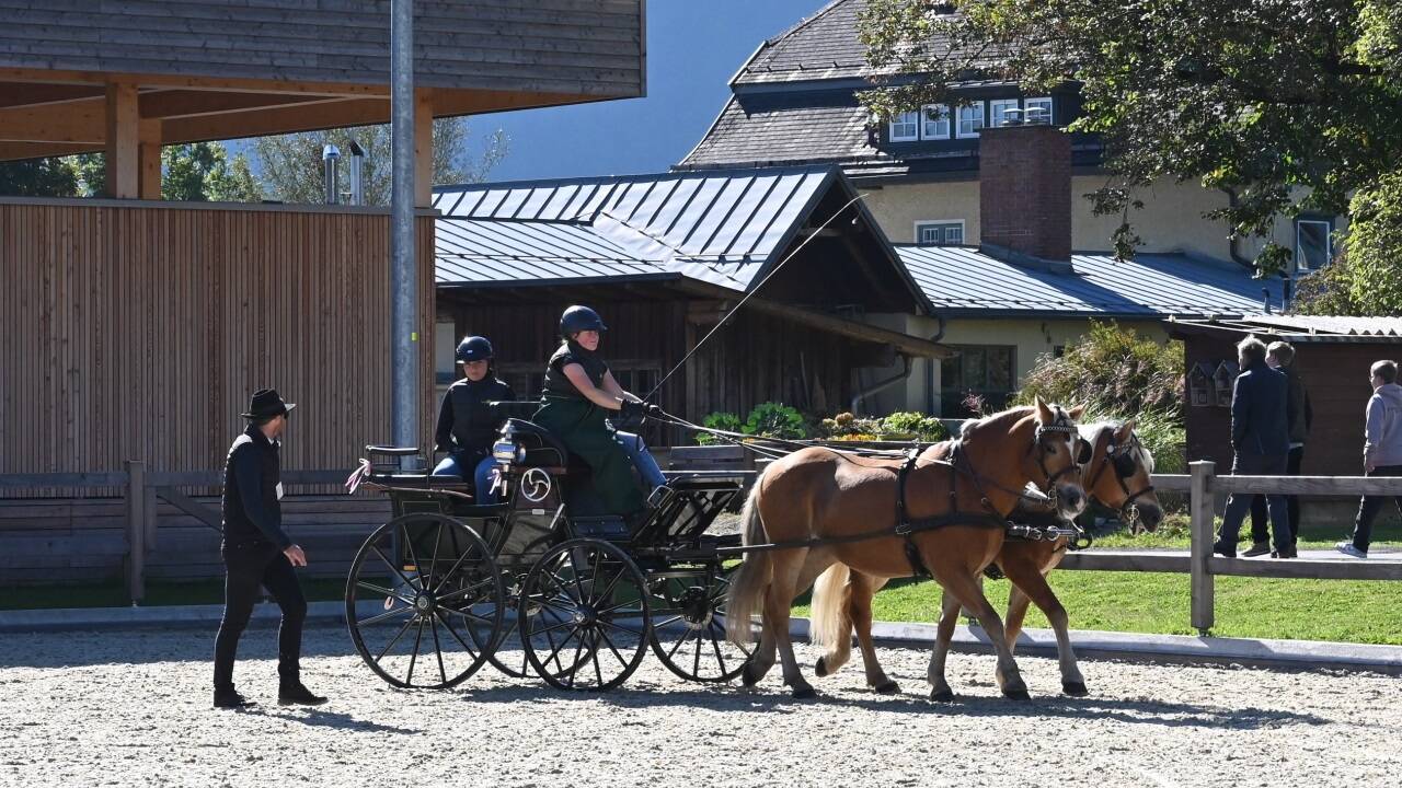 Hier steht Kutschenfahren am Stundenplan: Die Haflinger traben in flottem Tempo. 