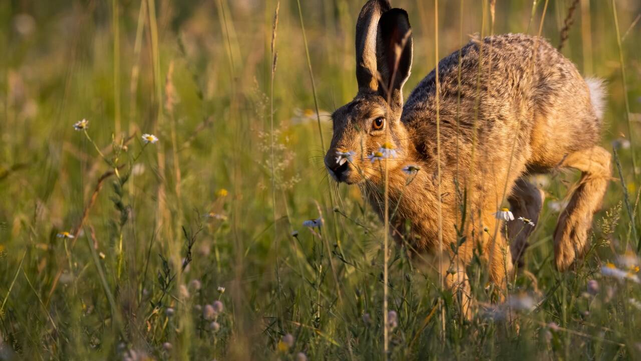 Feldhase-in-Vorarlberg-mit-Hasenpest-infiziert