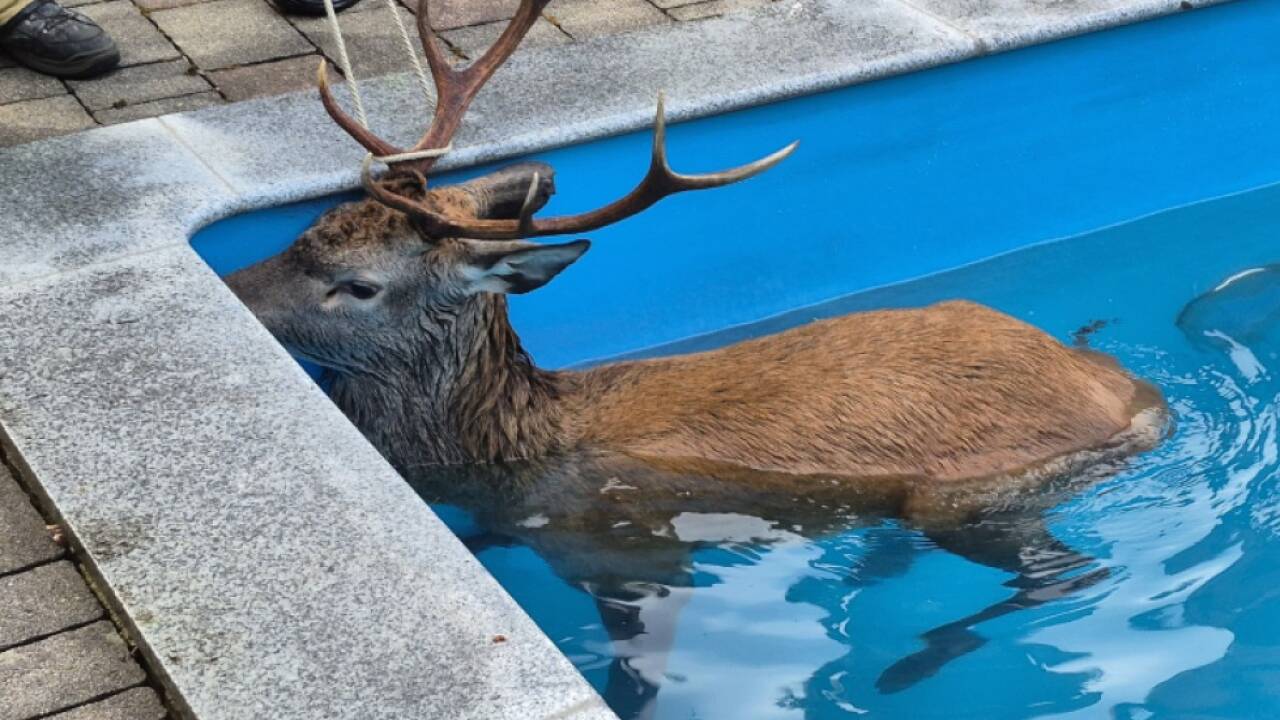 Die Feuerwehr und ein Tierarzt bargen den Hirch aus dem Pool und brachten das Tier in einen nahe gelegenen Wald. 