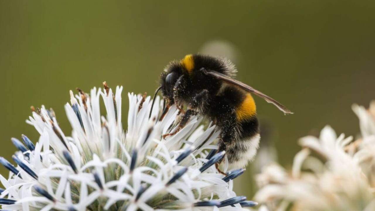 Wildbienenarten sind in Europa immer stärker bedroht 