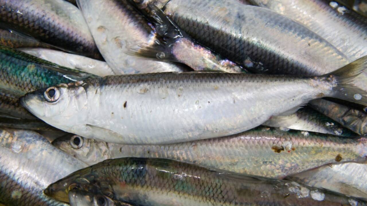 PFAS-in-Fischen-und-Meeresfr-chten-aus-Nord-und-Ostsee