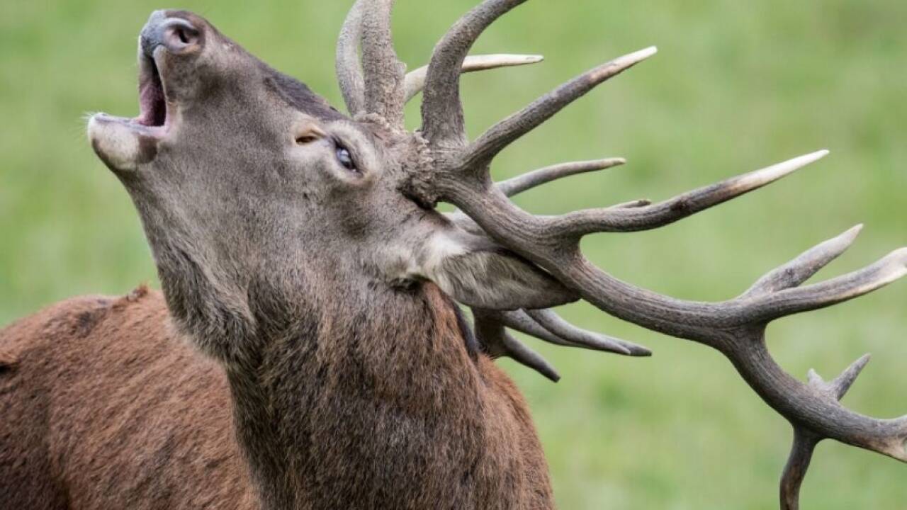 Hirsch-attackierte-Mann-in-Salzburg-Leopoldskron