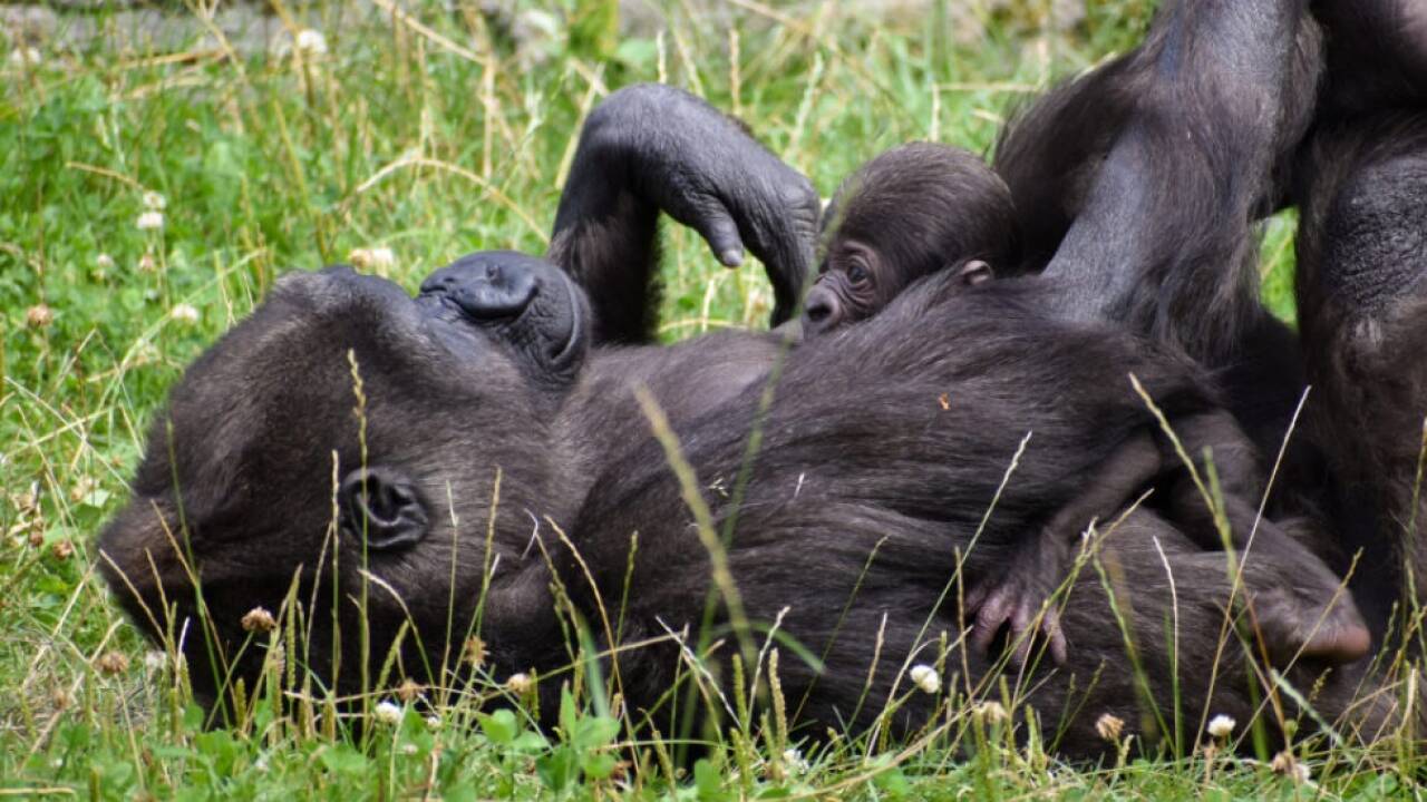 Aus biologischer Sicht für Tiere eher ungewöhnlich 