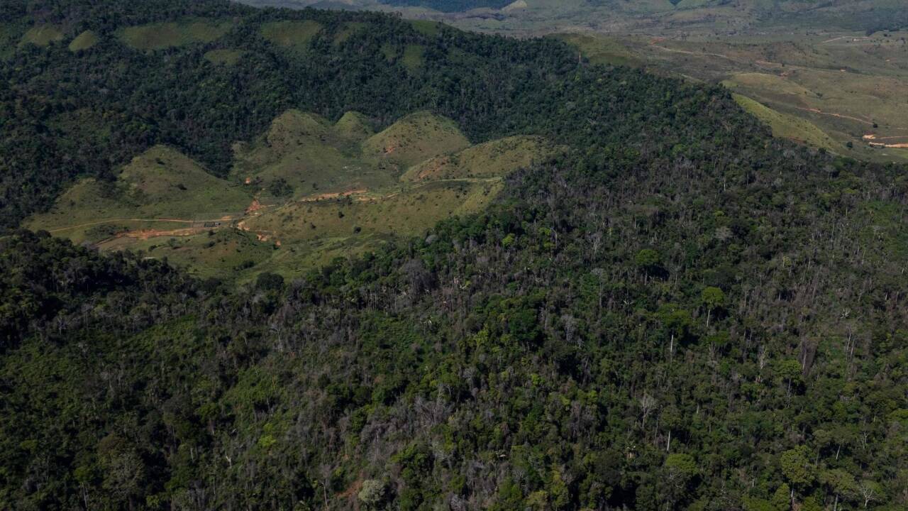 Besonders alarmiert zeigen sich die Expertinnen und Experten über den Zustand der Tropenwälder (Archivbild). 