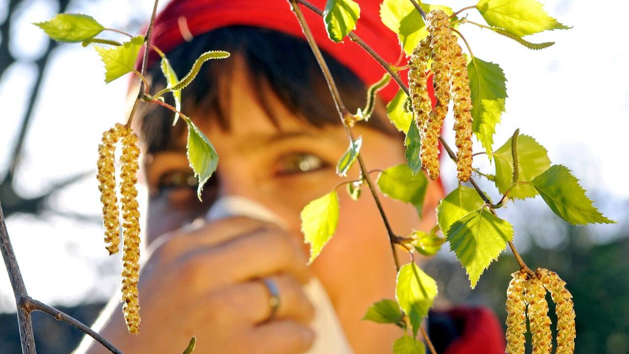 Viele Allergiker leiden unter den Auswirkungen von Birkenpollen.  