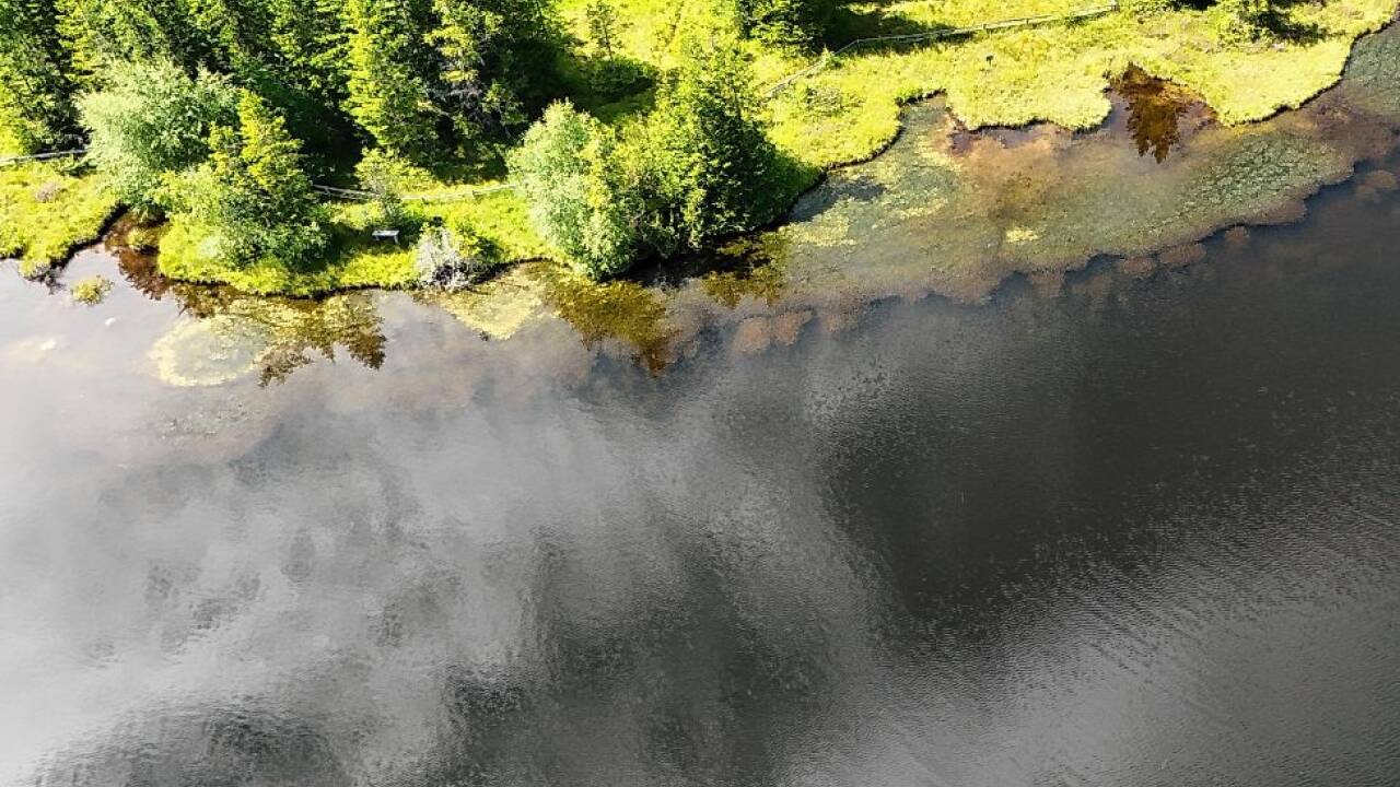 Die Uferbereiche des Prebersees sind mittlerweile fast alle von der schmalblättrigen Wasserpest betroffen. 