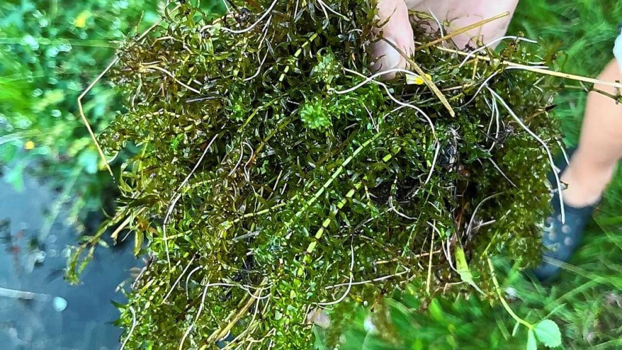 Die Uferbereiche des Prebersees sind mittlerweile fast alle von der schmalblättrigen Wasserpest betroffen. 