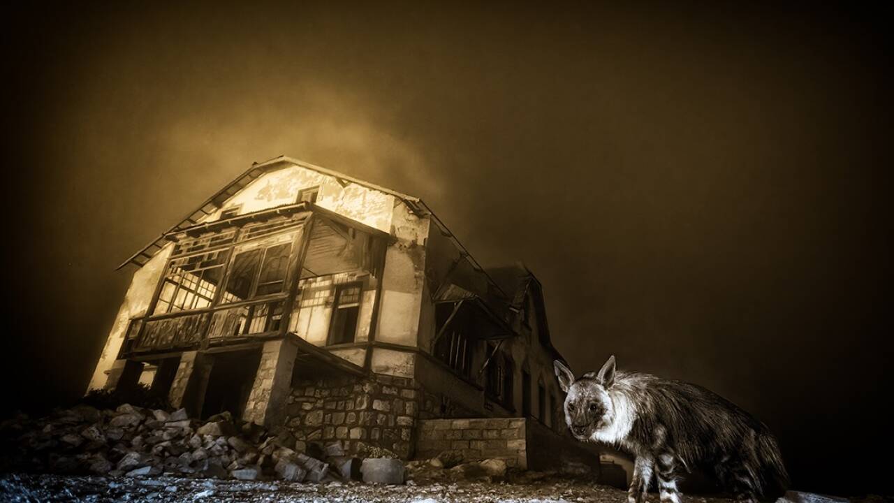 Der südafrikanische Fotograf Wim van den Heever ist der diesjährige Gewinner des „Wildlife Photographer of the Year 2025“ mit seinem eindrucksvollen Bild namens „Ghost Town Visitor“. 