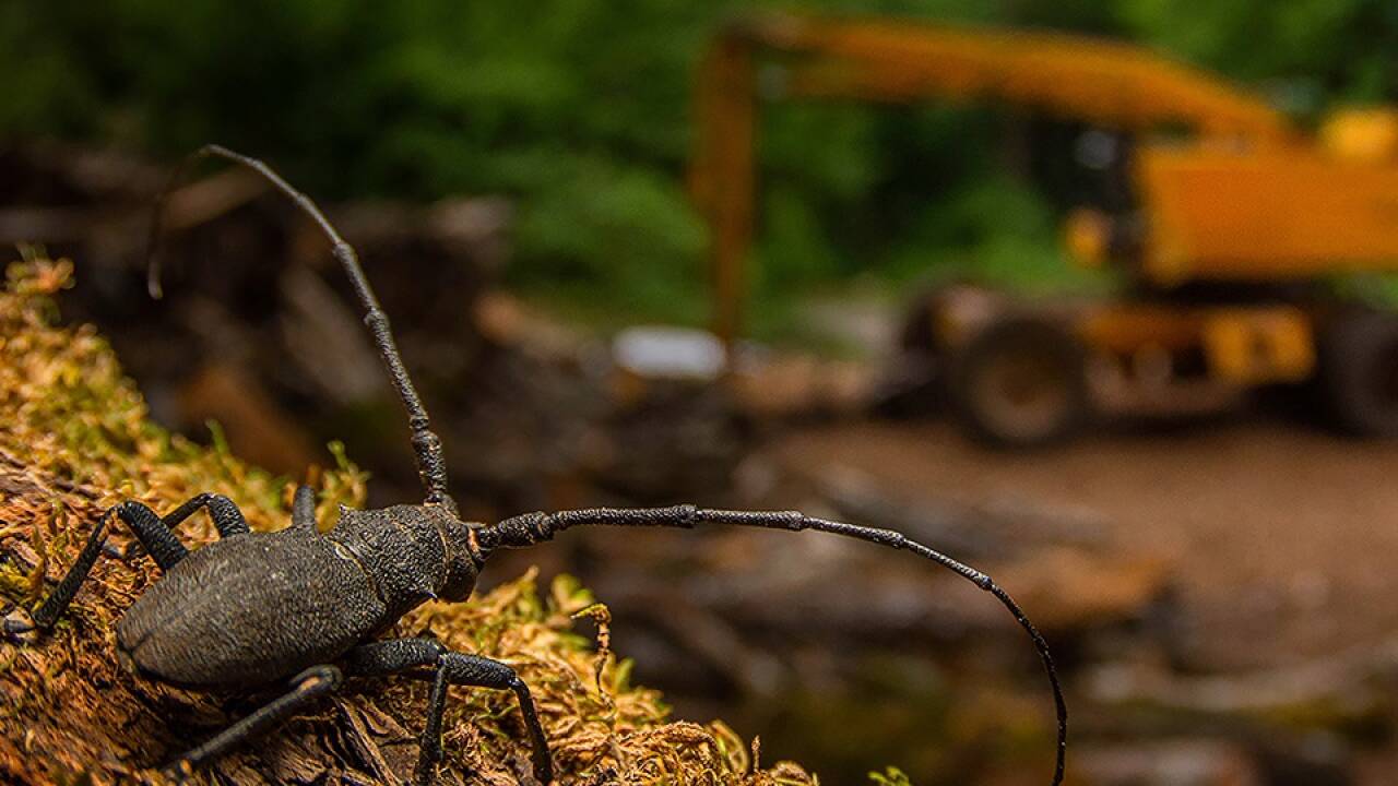 In der Kategorie „Young Wildlife Photographer of the Year 2025“ gewann Andrea Dominizi. Sein Bild heißt „After the destruction“.  