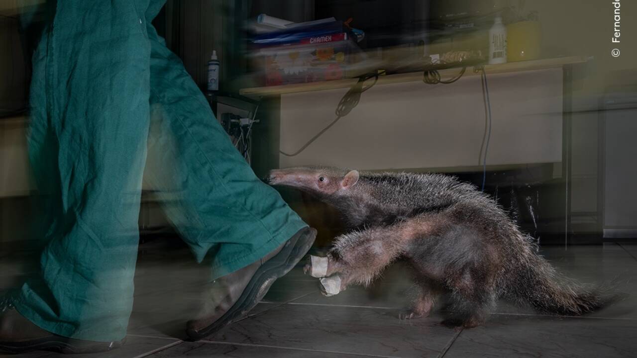 In der Kategorie „Impact Award“ gewann der Brasilianer Fernando Faciole mit seinem Bild „Orphan of the Road“.  In der Kategorie „Impact Award“ gewann der Brasilianer Fernando Faciole mit seinem Bild „Orphan of the Road“.