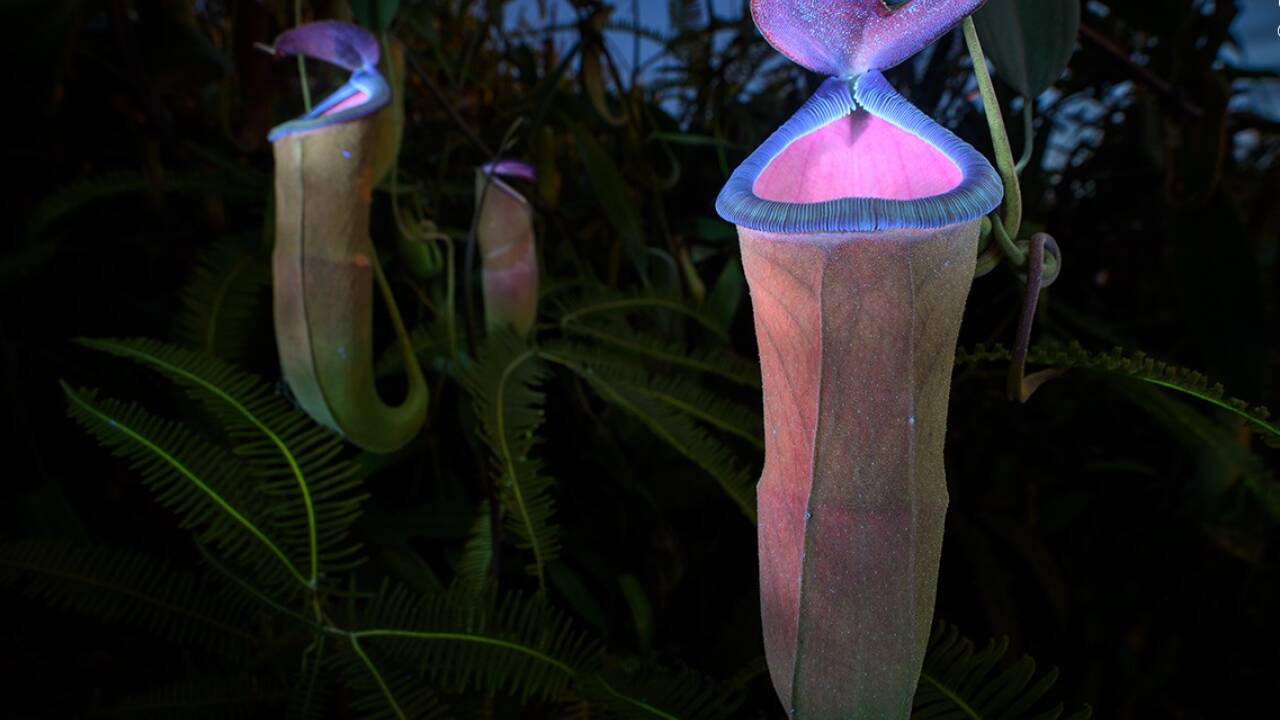 „Deadly Allure“ heißt diese Aufnahme von Chien Lee. Er gewann damit in der Kategorie „Plants and Fungi“. 