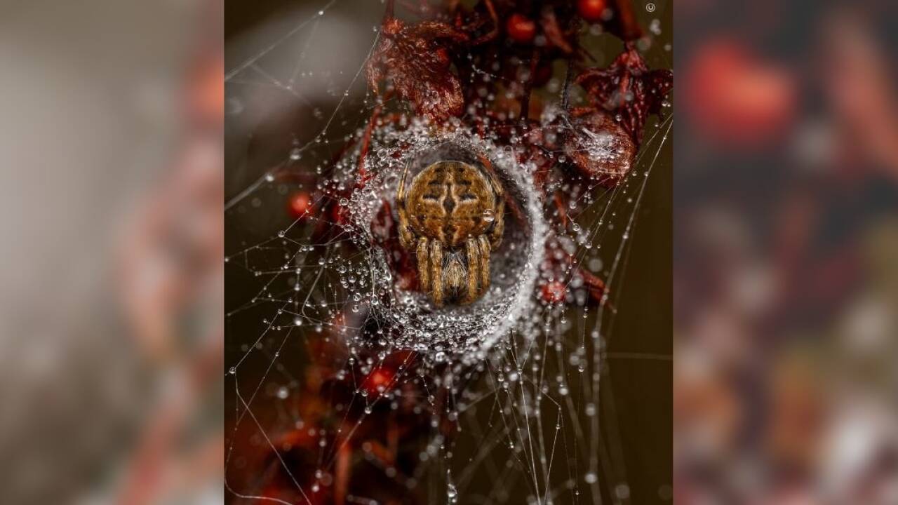 Jamie Smart holte mit seinem Bild „The Weaver’s Lair“ den Sieg in der Kategorie „10 Years and Younger“.   Jamie Smart holte mit seinem Bild „The Weaver’s Lair“ den Sieg in der Kategorie „10 Years and Younger“.