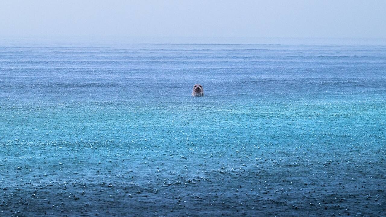 Luca Lorenz gewann mit „Seal Serenity“ in der Kategorie „Rising Star“.   Luca Lorenz gewann mit „Seal Serenity“ in der Kategorie „Rising Star“.