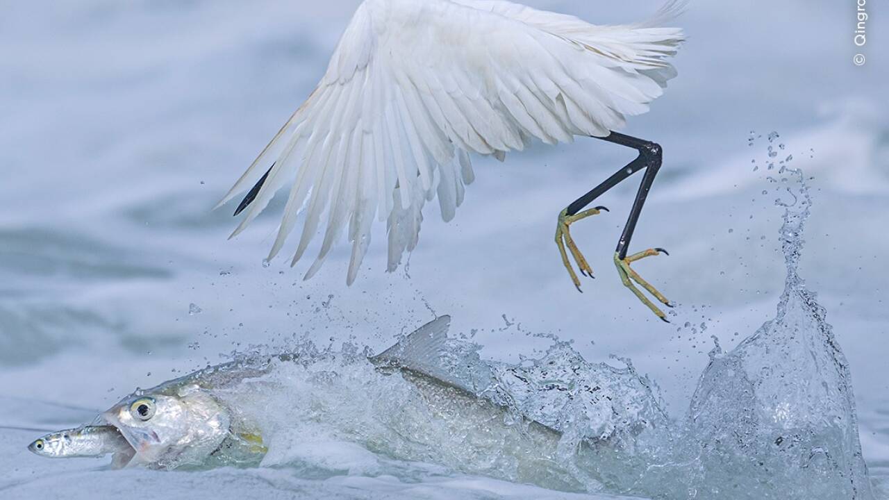 Qingrong Yang gewann in der Kategorie „Behavoiur: Birds“ mit „Synchronised Fishing“.  