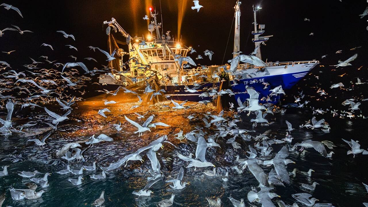 Audun Rikardsen aus Norwegen gewann in der Kategorie „Oceans: The Bigger Picture“ mit seinem Foto „The Feast“  Audun Rikardsen aus Norwegen gewann in der Kategorie „Oceans: The Bigger Picture“ mit seinem Foto „The Feast“