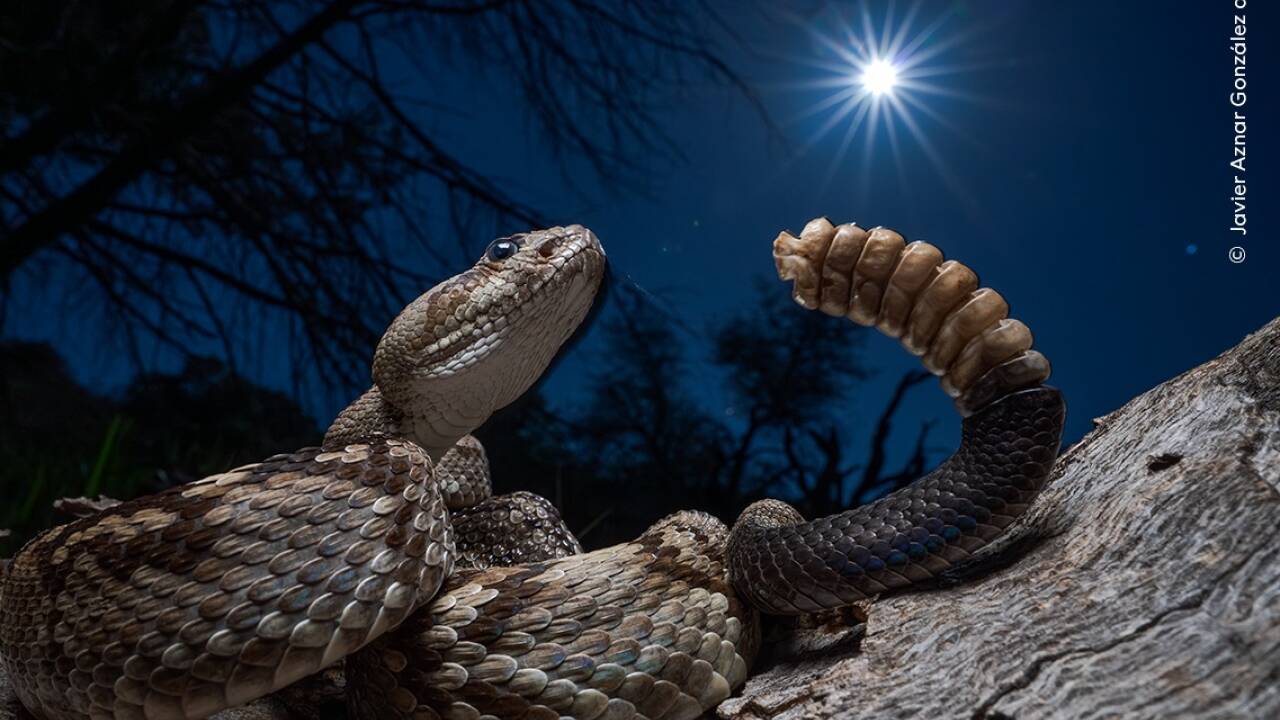 Aus der Kategorie „Photojournalist Story Award“ stammt dieses Bild mit dem Titel „Rattled“ von Javier Aznar González de Rueda.  