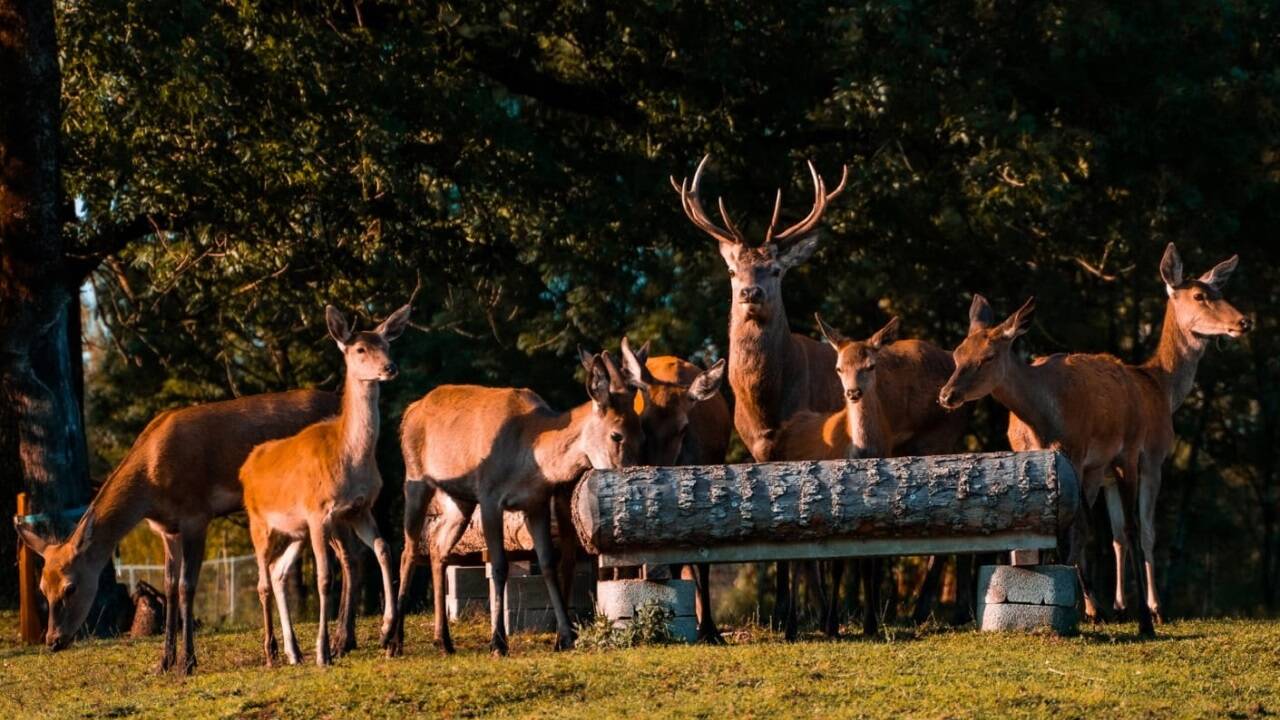 Zwei Hirsche (ein sechsjähriger und ein einjähriger), sechs Hirschkühe und drei Hirschkälber befinden sich in dem Wildgehege in Leopoldskron-Moos. 