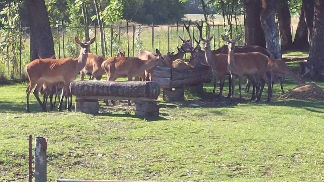 Fotos aus dem Wildtiergehege. 