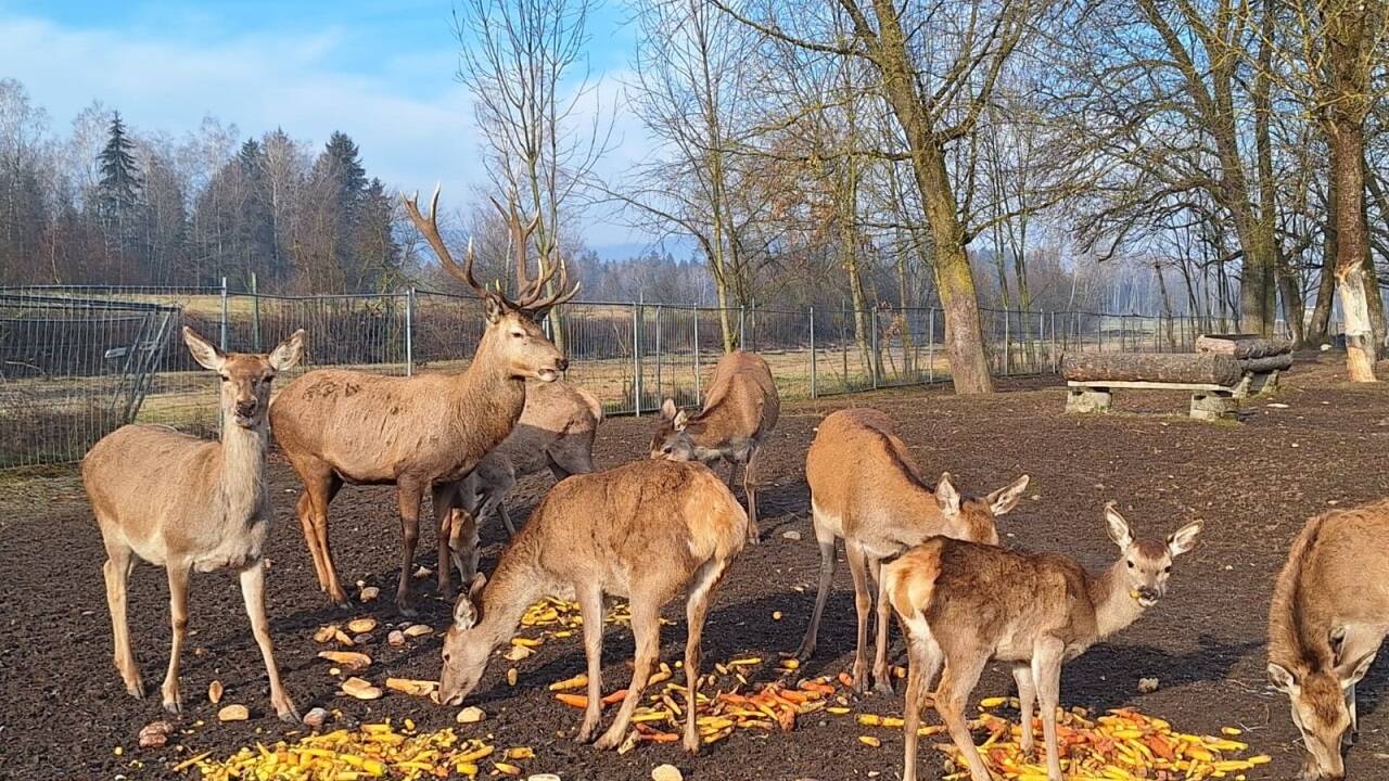 Fotos aus dem Wildtiergehege. 