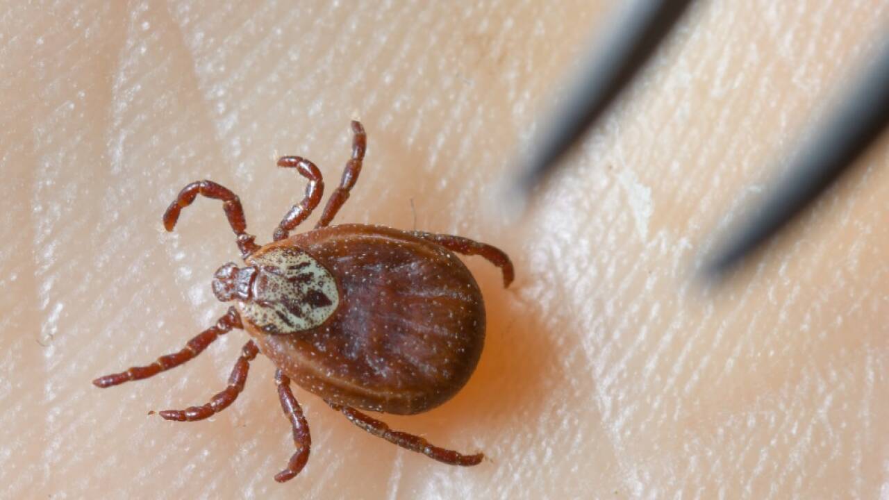 fsme-impfung-verhinderte-laut-auswertung-10-000-erkrankungen
