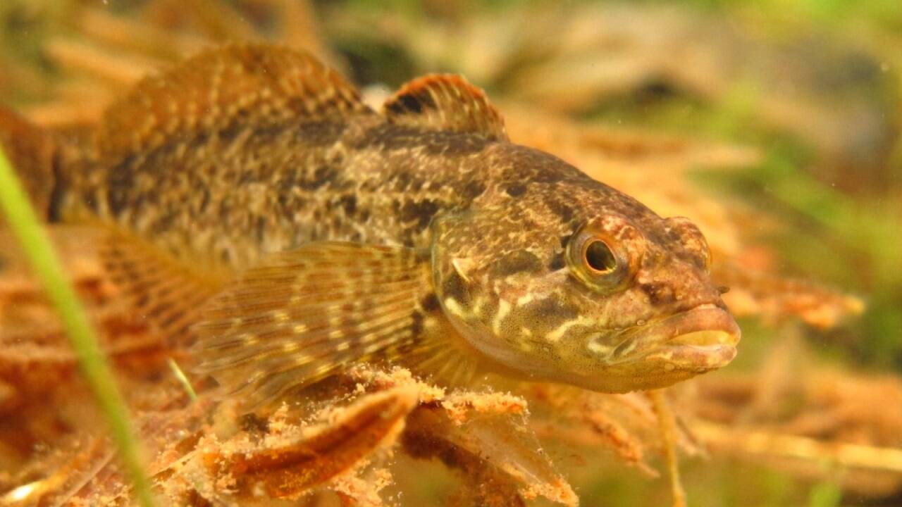 Die Stachelige Groppe – im Bild in ihrem natürlichen Lebensraum – spielt eine entscheidende Rolle für die Evolution des Stichlings hin zu neuen Arten. 