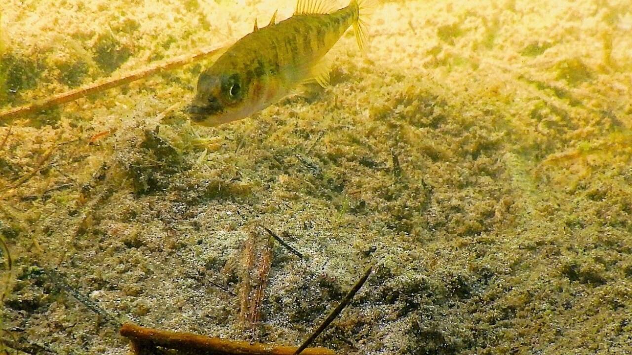 Ein männlicher Dreistachliger Stichling sorgt sich um die Eier in seinem Nest. 