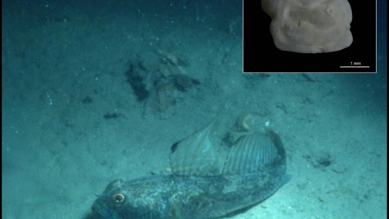 Schwarzgrundel aus der Nordadria und ein fossiler Otolith.  